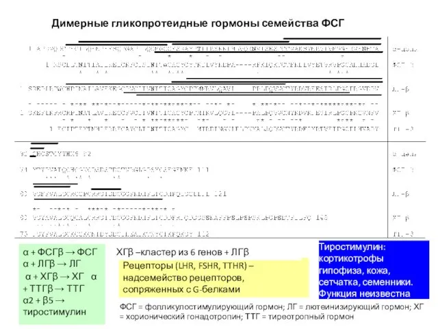 Димерные гликопротеидные гормоны семейства ФСГ Рецепторы (LHR, FSHR, TTHR) – надсемейство