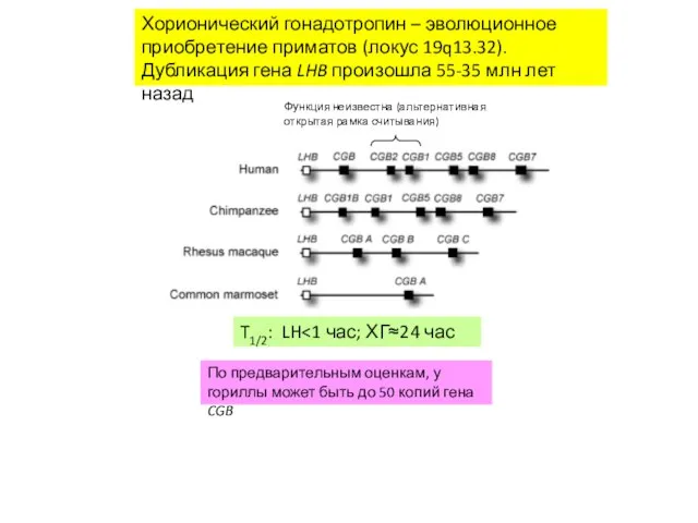 Хорионический гонадотропин – эволюционное приобретение приматов (локус 19q13.32). Дубликация гена LHB