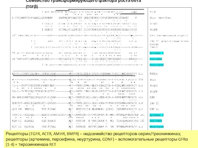 Семейство трансформирующего фактора роста бета (TGFβ) Рецепторы (TGFR, ACTR, AMHR, BMPR)