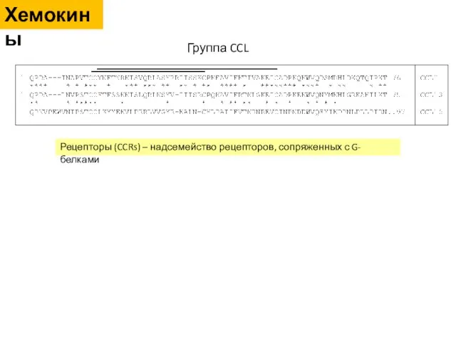 Хемокины Группа CCL Рецепторы (CCRs) – надсемейство рецепторов, сопряженных с G-белками