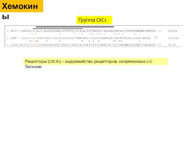 Группа CXCL Рецепторы (CXCRs) – надсемейство рецепторов, сопряженных с G-белками Хемокины