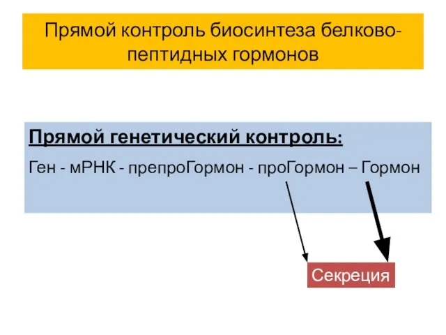 Прямой контроль биосинтеза белково-пептидных гормонов Прямой генетический контроль: Ген - мРНК