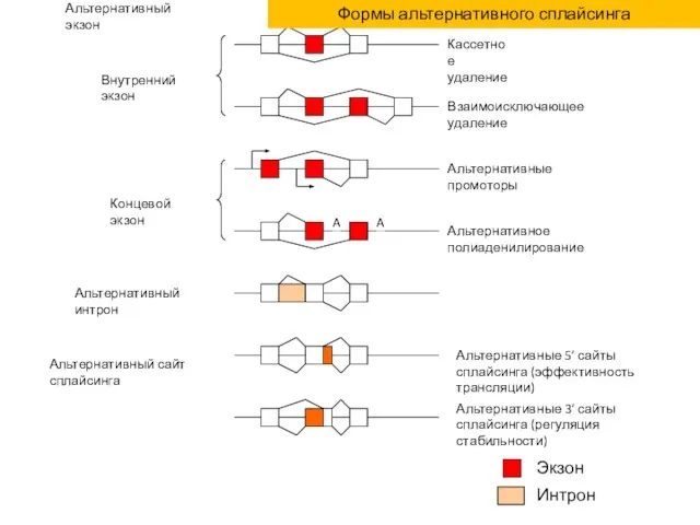 Экзон Интрон Формы альтернативного сплайсинга