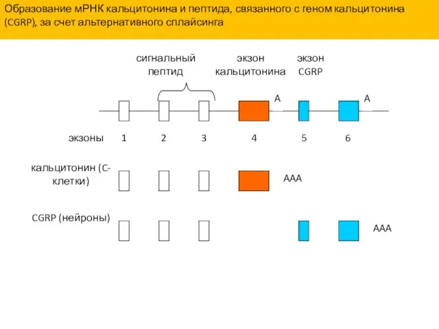 Образование мРНК кальцитонина и пептида, связанного с геном кальцитонина (CGRP), за счет альтернативного сплайсинга