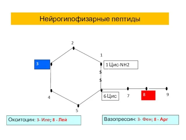 Нейрогипофизарные пептиды 1 Цис-NH2 6 Цис 8 3 Вазопрессин: 3- Фен;