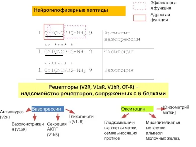 Рецепторы (V2R, V1aR, V1bR, OT-R) – надсемейство рецепторов, сопряженных с G-белками