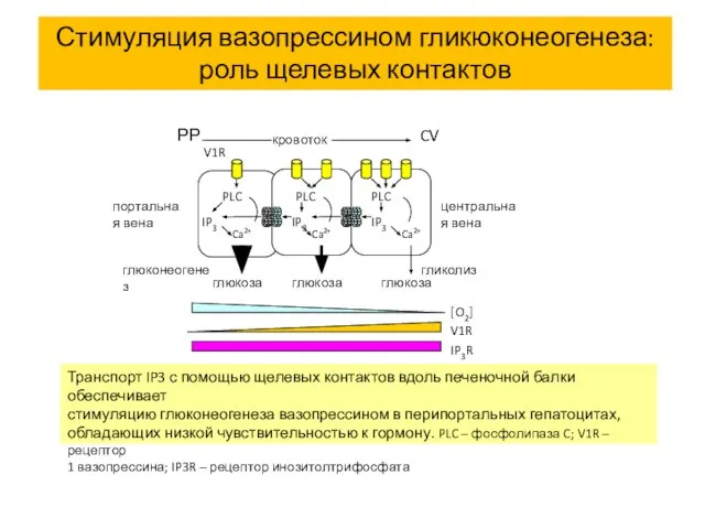 Транспорт IP3 с помощью щелевых контактов вдоль печеночной балки обеспечивает стимуляцию