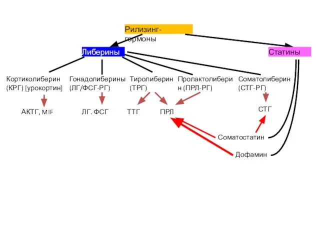Рилизинг-гормоны Либерины Статины Кортиколиберин (КРГ) [урокортин] АКТГ, MIF Гонадолиберины (ЛГ/ФСГ-РГ) ЛГ.