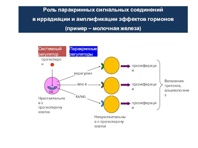 прогестерон PR Wnt-4 RANKL Паракринные регуляторы Системный регулятор херегулин Чувствительная к