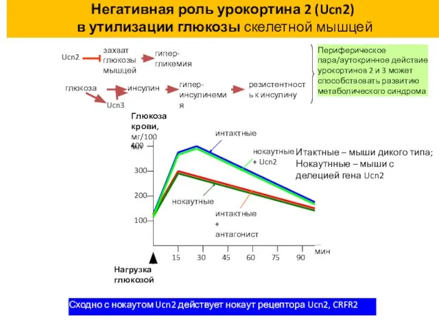 Негативная роль урокортина 2 (Ucn2) в утилизации глюкозы скелетной мышцей