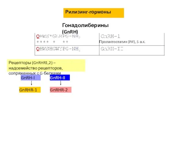 Рилизинг-гормоны Гонадолиберины (GnRH) Рецепторы (GnRHR1,2) – надсемейство рецепторов, сопряженных с G-белками