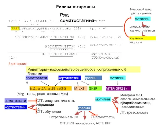 Рилизинг-гормоны Ряд соматостатина Рецепторы – надсемейство рецепторов, сопряженных с G-белками соматостатин