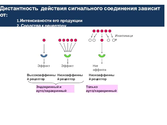 Низкоаффинный рецептор Эффект Эффект Высокоаффинный рецептор Нет эффекта Низкоаффинный рецептор Инактивация