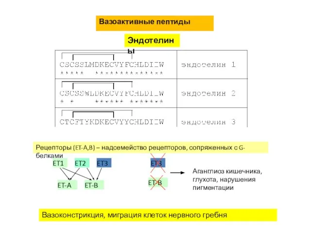 Вазоактивные пептиды Эндотелины Рецепторы (ET-A,B) – надсемейство рецепторов, сопряженных с G-белками