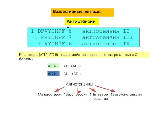 Вазоактивные пептиды Ангиотензины Рецепторы (AT1R, AT2R) – надсемейство рецепторов, сопряженных с