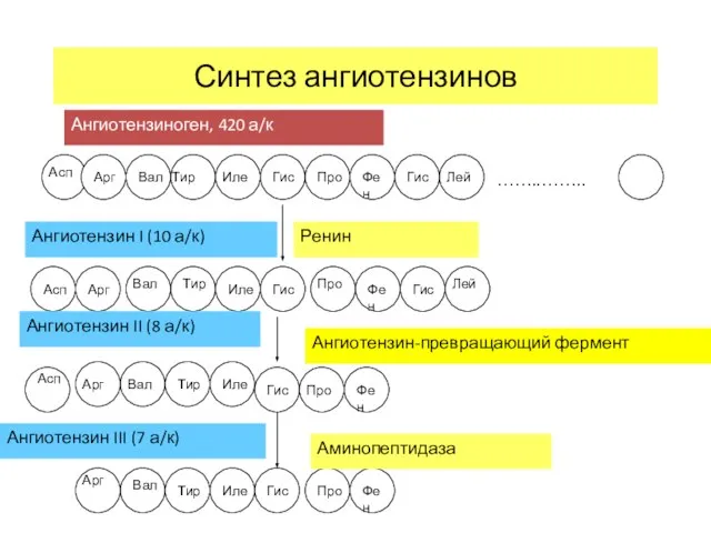 Синтез ангиотензинов ……..…….. Ангиотензиноген, 420 а/к Асп Арг Вал Тир Иле