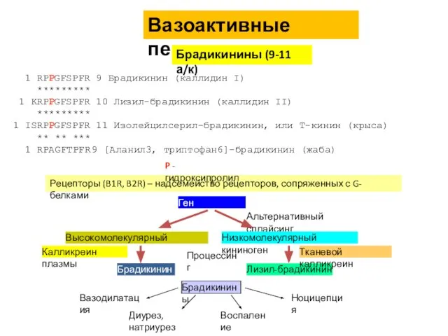 Вазоактивные пептиды Брадикинины (9-11 а/к) Рецепторы (B1R, B2R) – надсемейство рецепторов,