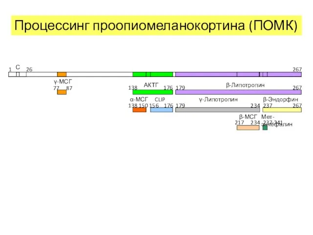 Процессинг проопиомеланокортина (ПОМК)