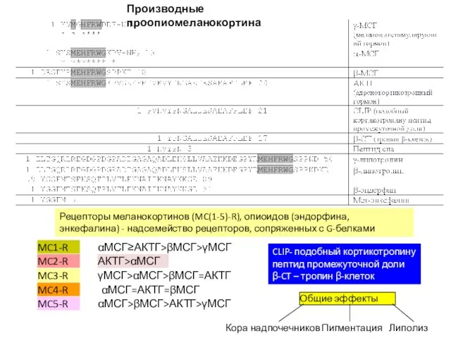 Производные проопиомеланокортина Рецепторы меланокортинов (MC(1-5)-R), опиоидов (эндорфина, энкефалина) - надсемейство рецепторов,