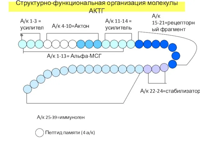 Структурно-функциональная организация молекулы АКТГ А/к 1-3 = усилитель А/к 4-10=Актон А/к