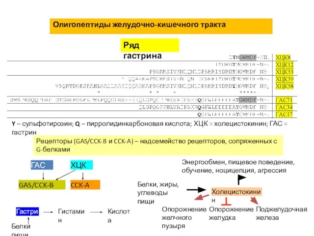 Олигопептиды желудочно-кишечного тракта Ряд гастрина Рецепторы (GAS/CCK-B и CCK-A) – надсемейство