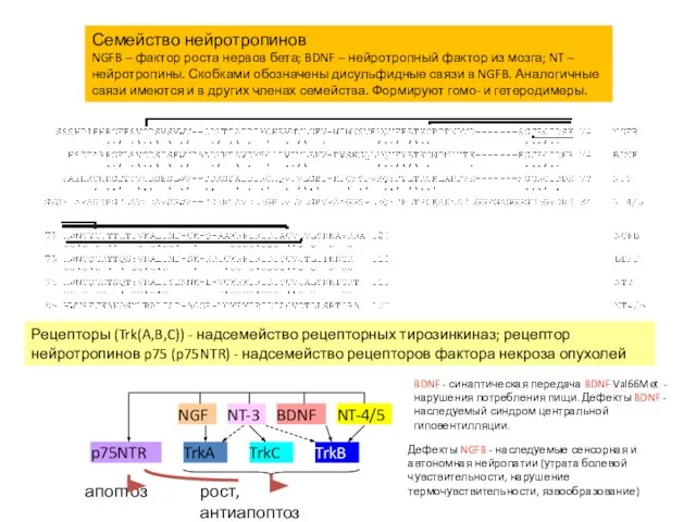 Семейство нейротропинов NGFB – фактор роста нервов бета; BDNF – нейротропный