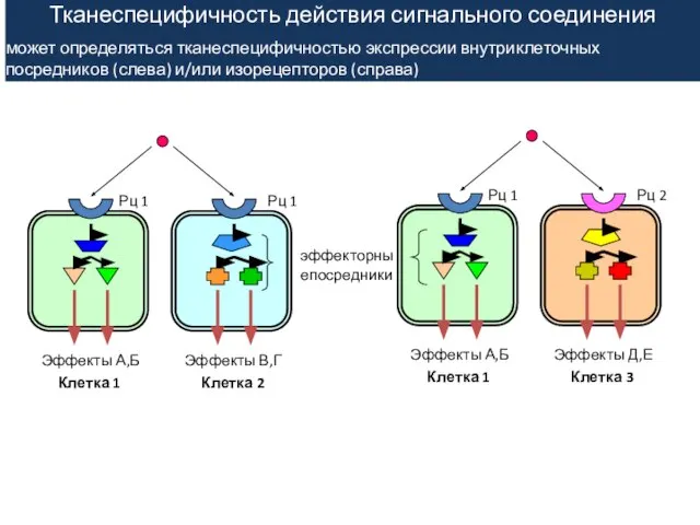 Эффекты А,Б Эффекты В,Г эффекторныепосредники Клетка 1 Клетка 2 Рц 1