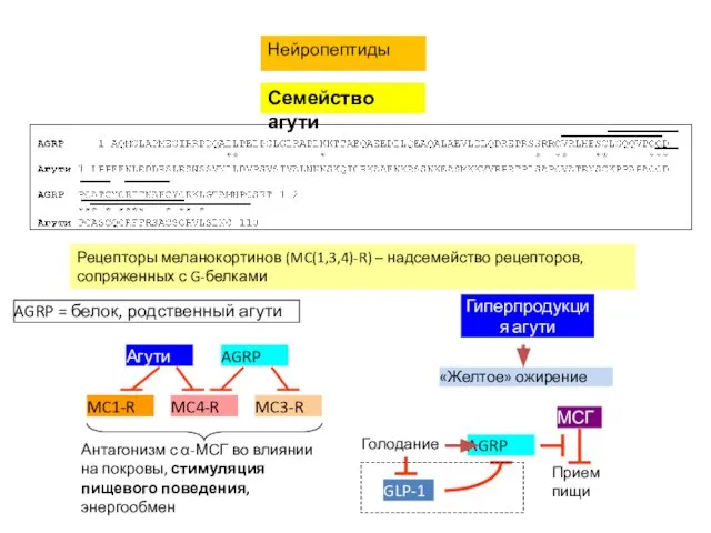 Нейропептиды Семейство агути Рецепторы меланокортинов (MC(1,3,4)-R) – надсемейство рецепторов, сопряженных с