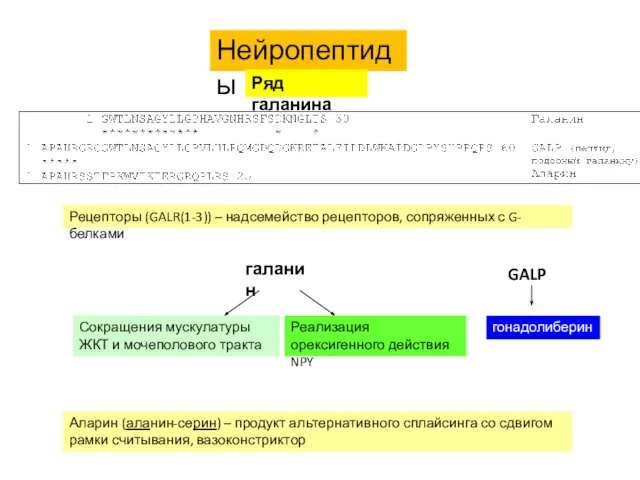 Нейропептиды Ряд галанина Рецепторы (GALR(1-3)) – надсемейство рецепторов, сопряженных с G-белками