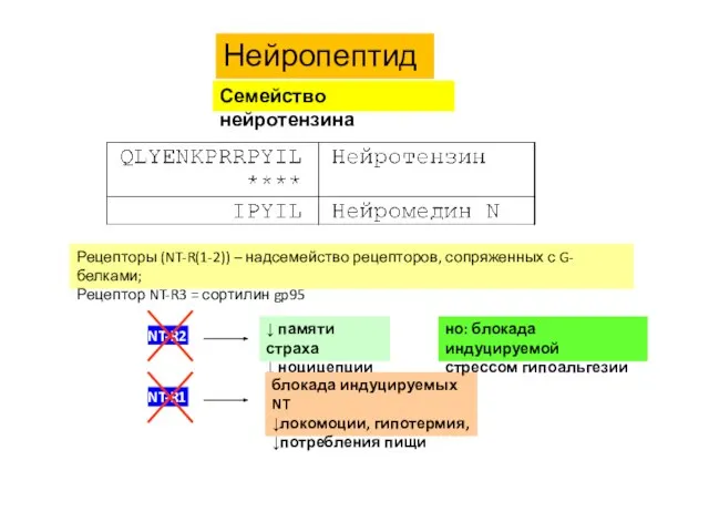 Нейропептиды Семейство нейротензина Рецепторы (NT-R(1-2)) – надсемейство рецепторов, сопряженных с G-белками;