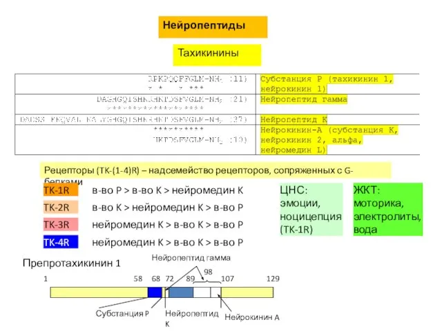 Нейропептиды Тахикинины Рецепторы (TK-(1-4)R) – надсемейство рецепторов, сопряженных с G-белками TK-1R