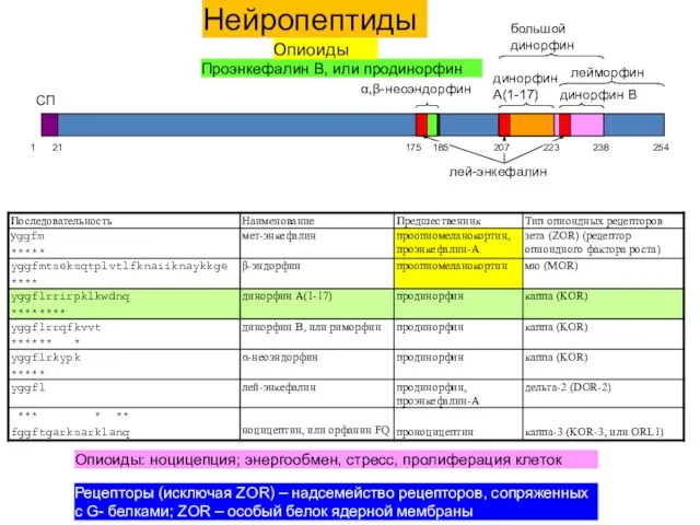 1 21 175 254 238 185 207 223 лей-энкефалин Проэнкефалин B,