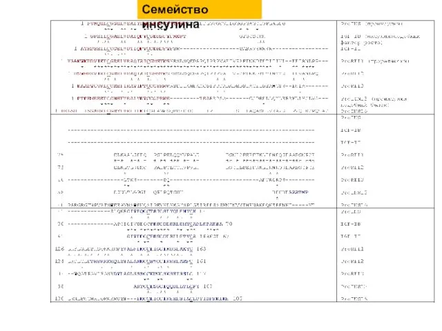 Семейство инсулина