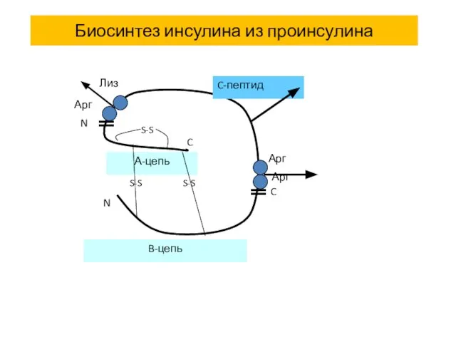 Биосинтез инсулина из проинсулина N C N S-S А-цепь C B-цепь