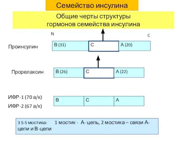 Общие черты структуры гормонов семейства инсулина В В (31) В (26)