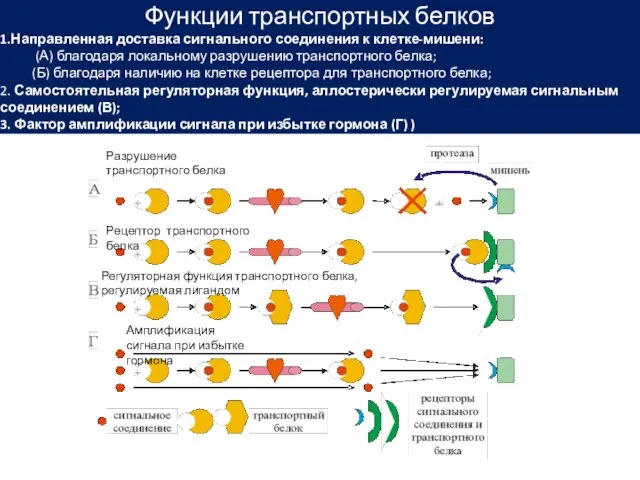 Функции транспортных белков 1.Направленная доставка сигнального соединения к клетке-мишени: (А) благодаря