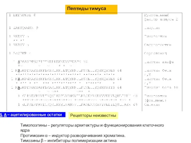 Пептиды тимуса Рецепторы неизвестны Тимопоэтины – регуляторы архитектуры и функционирования клеточного