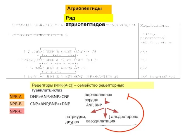 Атриопептиды Ряд атриопептидов Рецепторы (NPR-(A-C)) – семейство рецепторных гуанилатциклаз NPR-A NPR-B