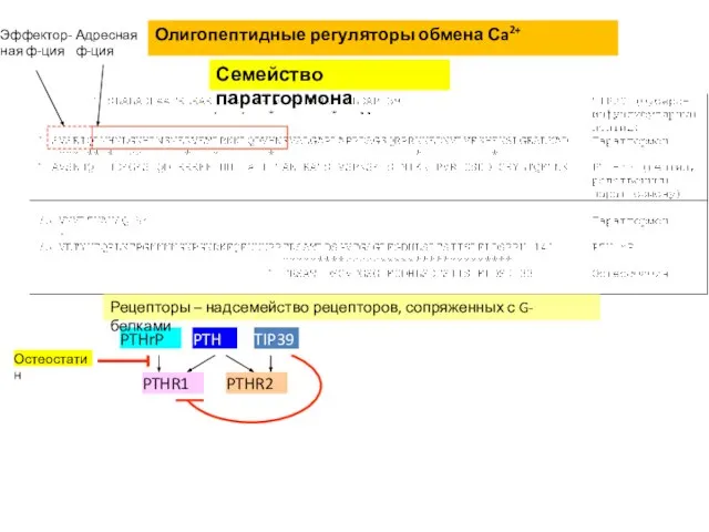 Олигопептидные регуляторы обмена Сa2+ Семейство паратгормона PTHR1 PTHR2 PTH PTHrP TIP39