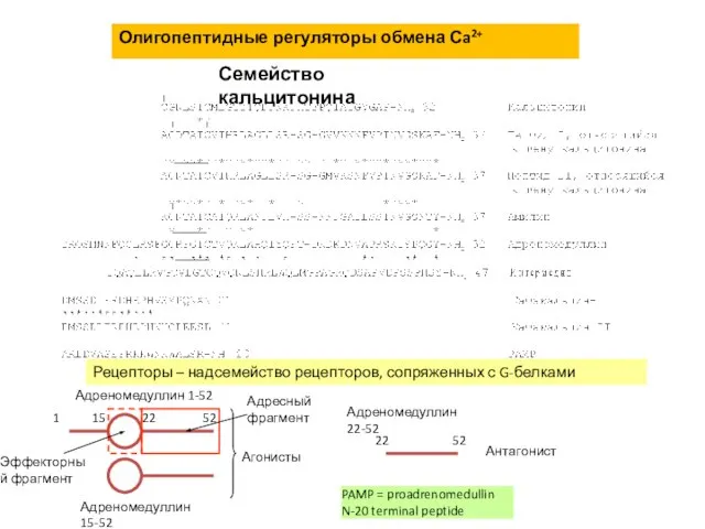 Олигопептидные регуляторы обмена Сa2+ Семейство кальцитонина Рецепторы – надсемейство рецепторов, сопряженных