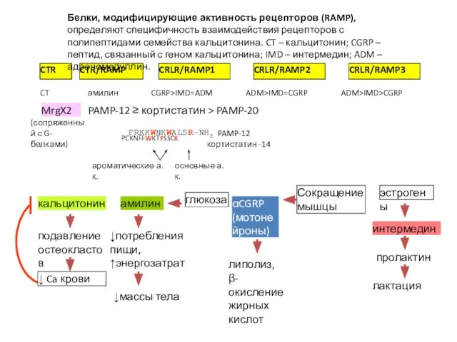 CTR CRLR/RAMP1 CT CRLR/RAMP2 CRLR/RAMP3 CGRP>IMD=ADM ADM>IMD=CGRP ADM>IMD>CGRP CTR/RAMP амилин Белки,