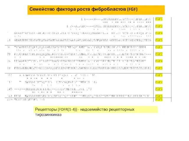 Семейство фактора роста фибробластов (FGF) Рецепторы (FDFR(1-4)) - надсемейство рецепторных тирозинкиназ