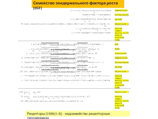 Семейство эпидермального фактора роста (EGF) Рецепторы (ERBB(1-4)) - надсемейство рецепторных тирозинкиназ