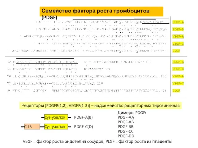 Семейство фактора роста тромбоцитов (PDGF) Рецепторы (PDGFR(1,2), VEGFR(1-3)) – надсемейство рецепторных