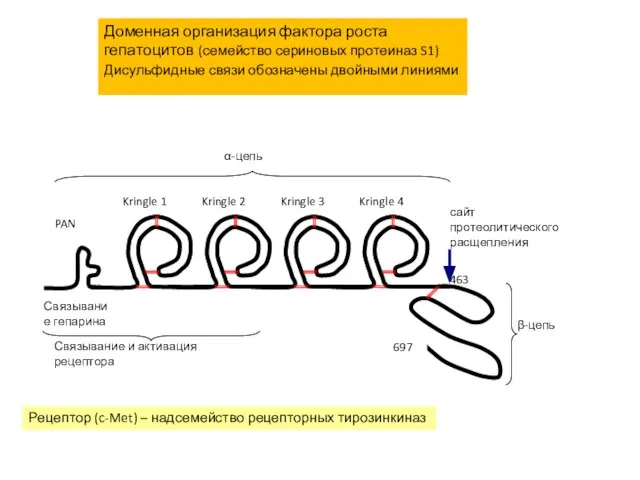Доменная организация фактора роста гепатоцитов (семейство сериновых протеиназ S1) Дисульфидные связи