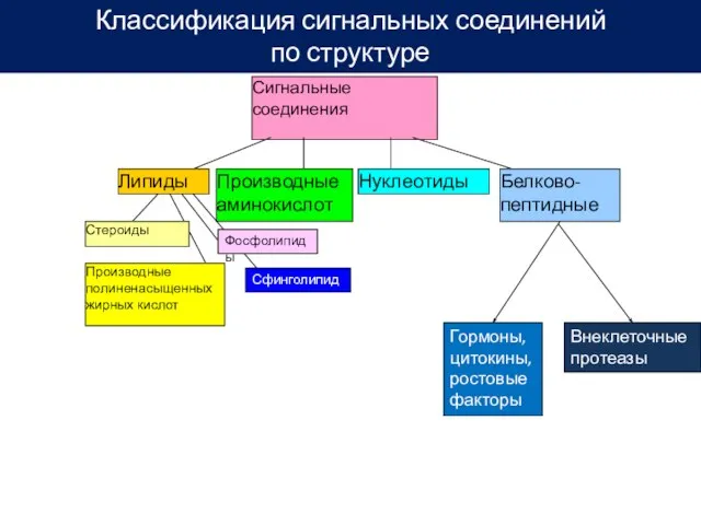 Липиды Стероиды Производные полиненасыщенных жирных кислот Производные аминокислот Нуклеотиды Белково-пептидные Сигнальные