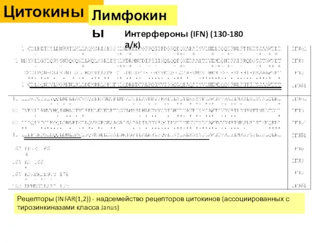 Цитокины Интерфероны (IFN) (130-180 а/к) Рецепторы (INFAR(1,2)) - надсемейство рецепторов цитокинов