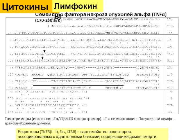 Семейство фактора некроза опухолей альфа (TNFα) (170-250 а/к) Рецепторы (TNFR(I-III), Fas,