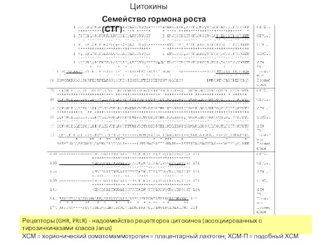 Цитокины Семейство гормона роста (СТГ) Рецепторы (GHR, PRLR) - надсемейство рецепторов