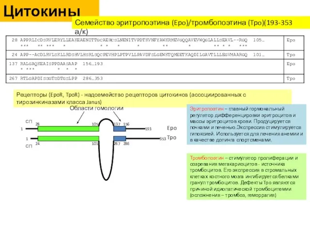 Рецепторы (EpoR, TpoR) - надсемейство рецепторов цитокинов (ассоциированных с тирозинкиназами класса